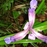 Iris Graminea e