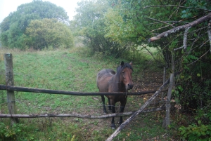 FOTO CAVALLO