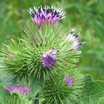 arctium lappa e