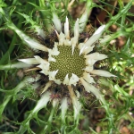 carlina acaulis e