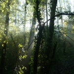 ParcodelPiacenziano,boschimesofili fotoDanielaBruzzi