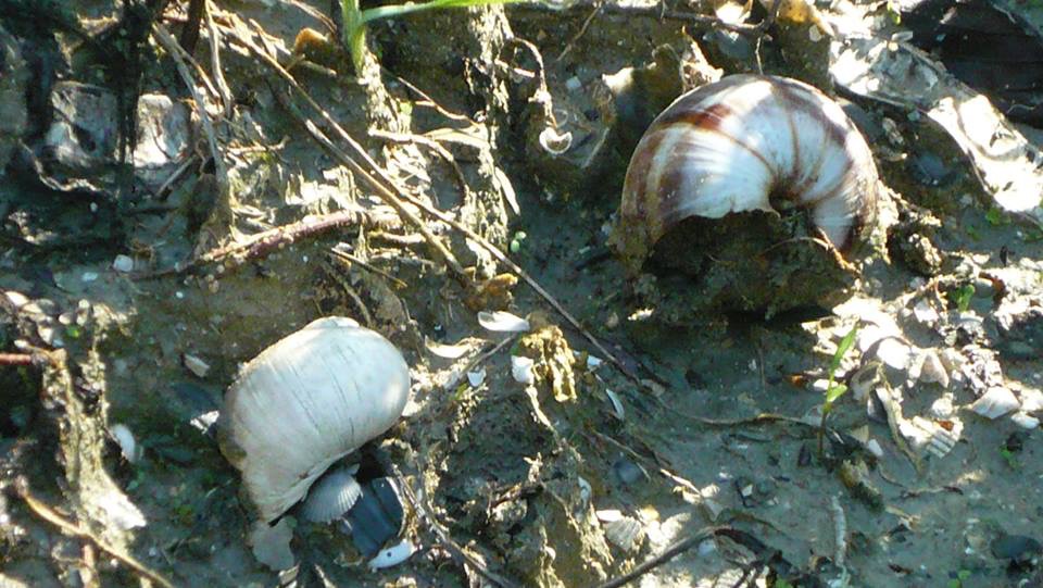 ParcodelPiacenziano,fossili fotoDanielaBruzzi