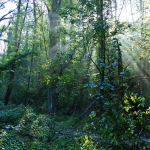 ParcodelPiacenziano,boschimesofili fotoCesarePozzoli