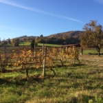 Vigneti e colline di Serravalle