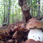 Boletus edulis