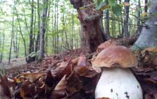 Boletus edulis