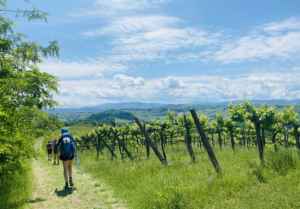 Cammino tra i vigneti d'Oltrepo