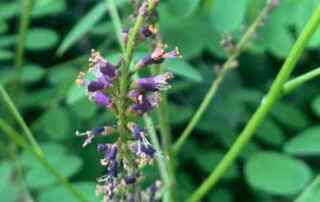 indaco bastardo (Amorpha fruticosa)
