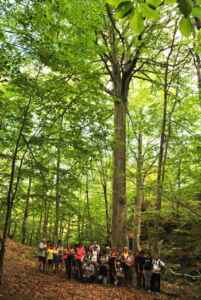 il grande Faggio di Revoleto